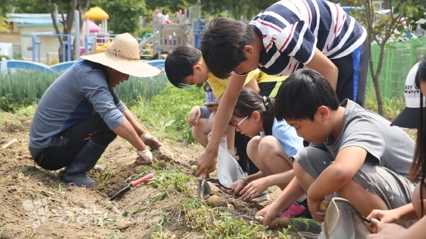 학생들이 감자캐기에 참여하고 있다.