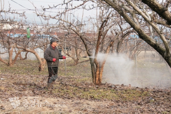 나무껍질을 제거하는 조피 작업 / 충청뉴스 최형순 기자