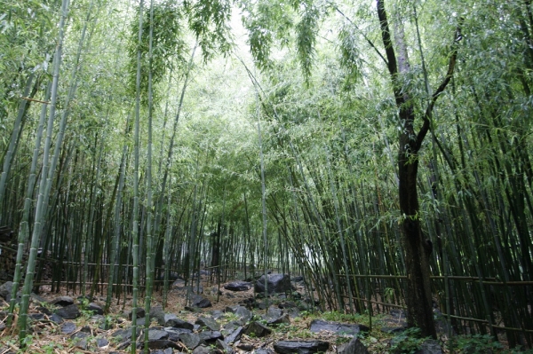 오서산 자연휴양림 내 대나무숲