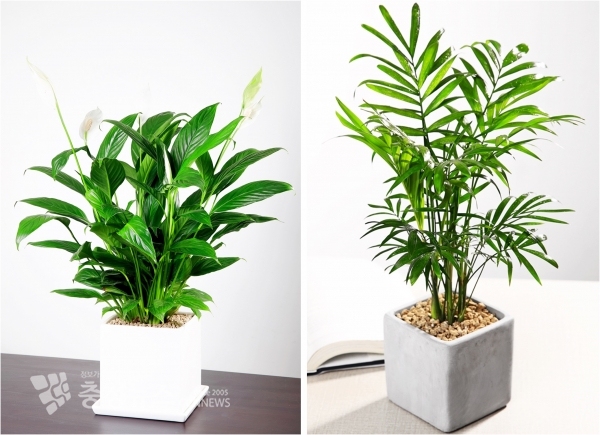 스파티필럼, 테이블야자