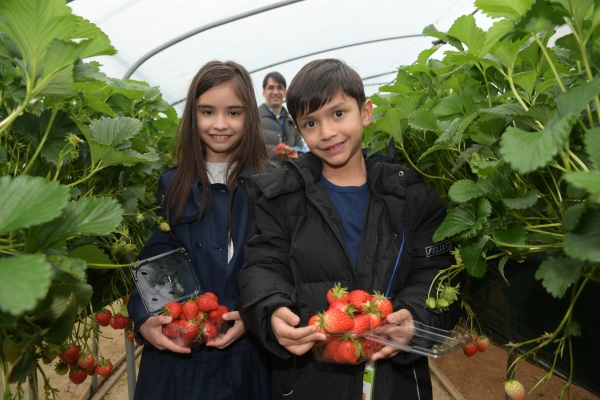 17개국 주한외교사절단 딸기농장 체험