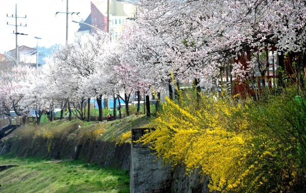 살구꽃도 보고, 전통시장에서 장도보고 - 문창동 살구꽃축제