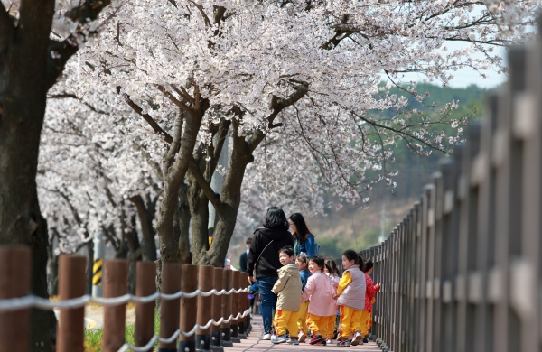 북면 벚꽃 모습