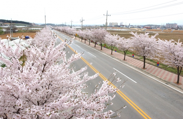 예산 벚꽃길 모습