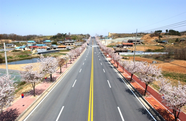 예산 벚꽃길 모습
