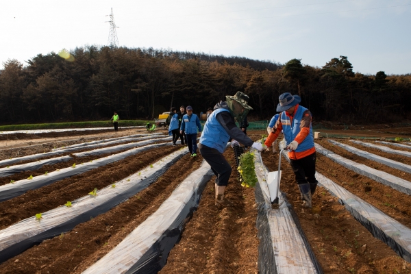 KT&G, 잎담배 농가 이식 봉사활동 모습
