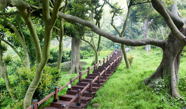 외연도 상록수림