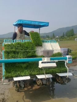 유성구 학하동서 대전 첫 모내기