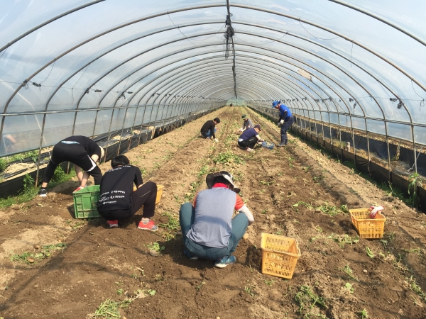 석성면 농가 농촌 일손돕기 장면