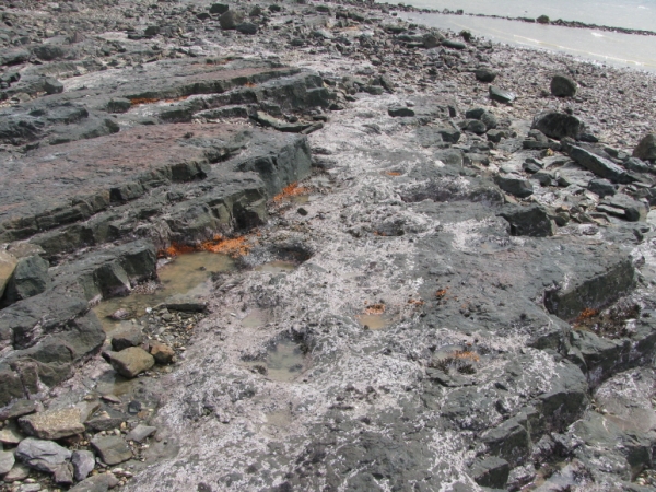 공룡발자국 화석