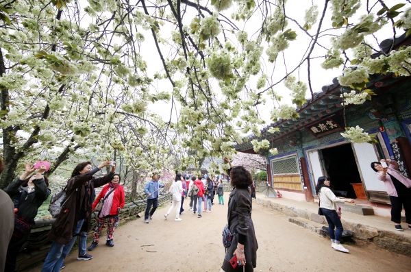 개심사를 구경중인 단체관광객.