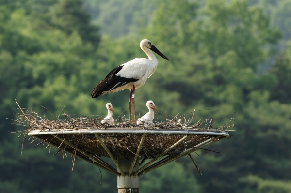 방사 3세대 2마리 탄생(광시면 대리) : 김경선 황새전문 사진작가 제공