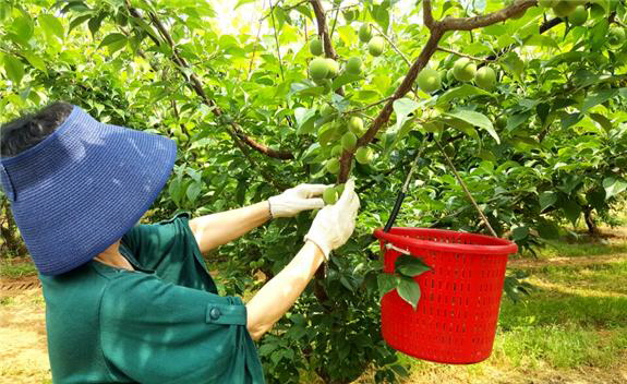 매실 수확 모습