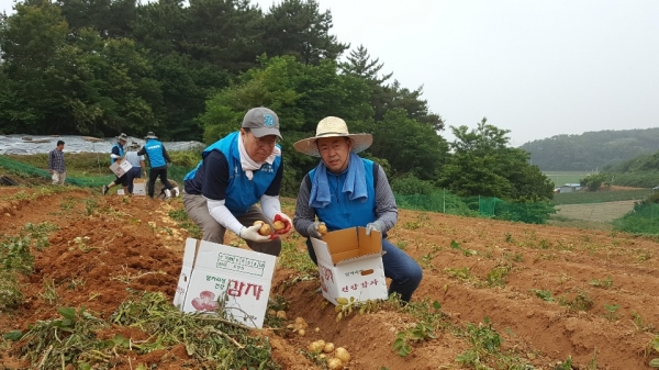 농협은행 충남영업본부 조두식 본부장이 직원들과 함께 감자수확 일손을 도우며 농촌봉사활동 모습