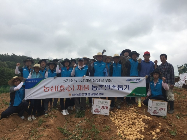농협은행 충남영업본부 조두식 본부장이 직원들과 함께 감자수확 일손을 도우며 농촌봉사활동 모습