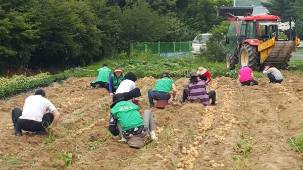 계룡새마을지회 감자수확 모습