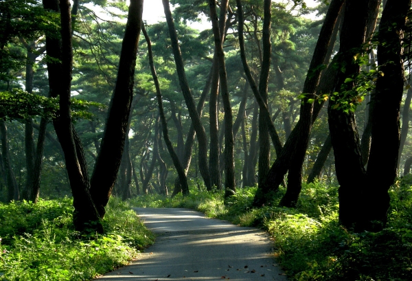 건강 둘레길 ‘걸어서 100세까지’ 간다(봉곡사 천년의 숲)