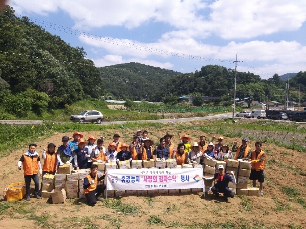 산성동 감자수확 모습