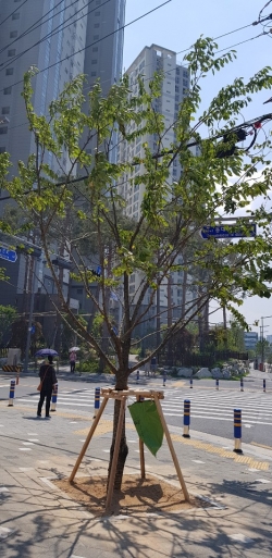 이스트시티 그늘목 식재 모습