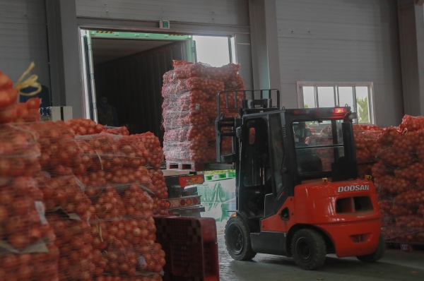 당진양파 수출 선적작업