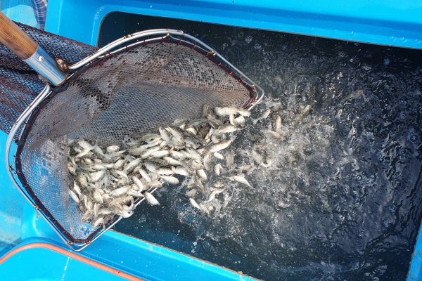 치어 방류 모습