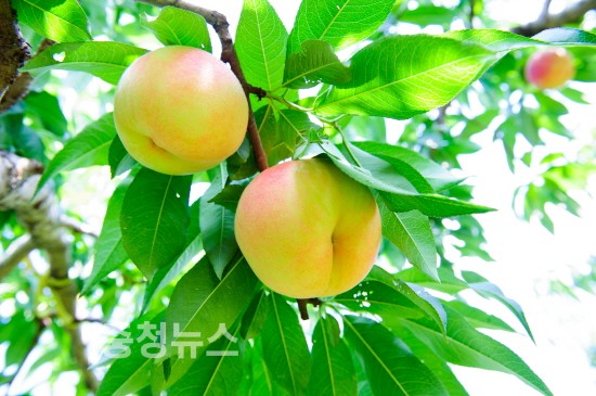 조치원 복숭아 / 충청뉴스 최형순 기자