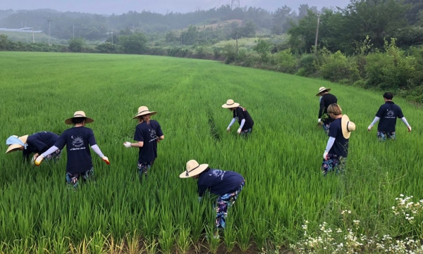 목원대 농촌봉사단 학생들이 익산 두동마을에서 논에 있는 잡초를 제거하고 있다.