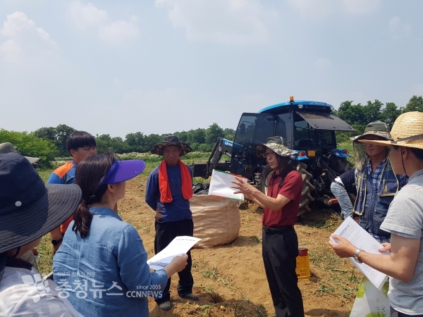 씨감자 수확하는 모습