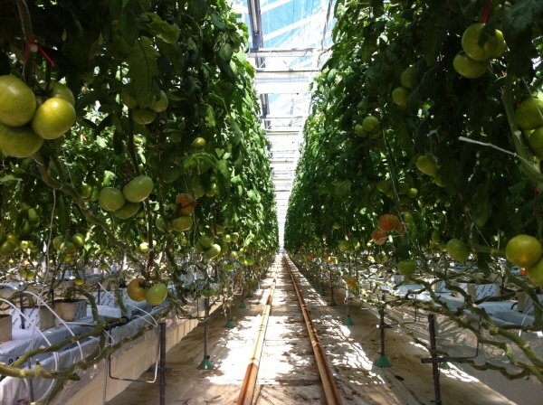 시설원예 첨단온실 전경