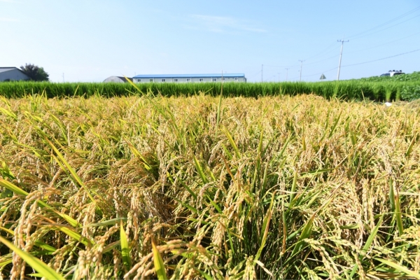 황금뜰 삽교평야