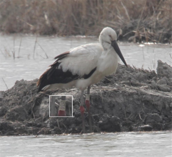2019년 1월 8일 해남군 산이면 기쁨이 모습(사진제공 오영상)