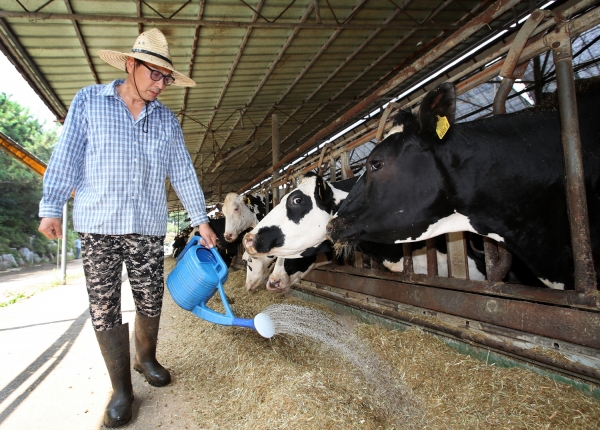 유용미생물을 가축사료에 뿌리고 있는 모습.