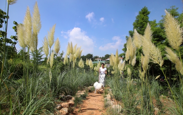 팜카밀레 팜파스그라스 전경