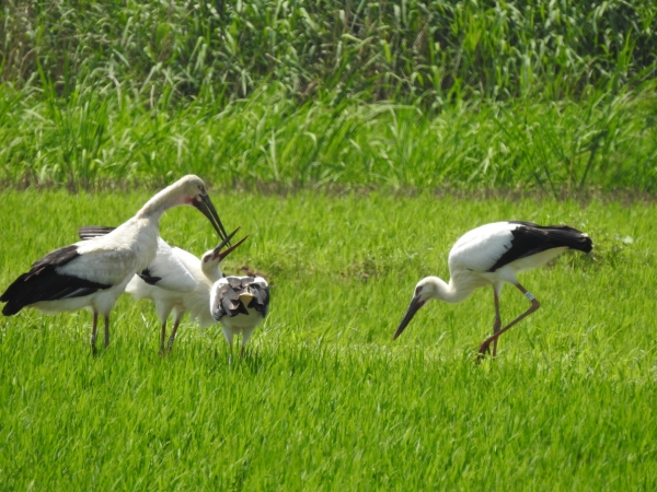 황새축제 관련 사진(황새 모습)