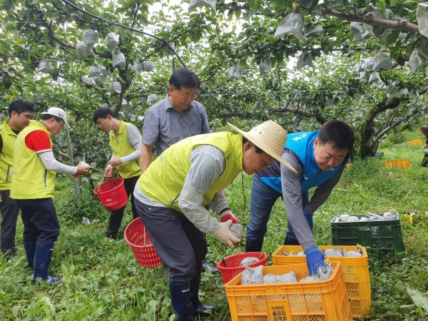 김광수 NH농협금융지주회장(가운데)과 조두식 농협은행 충남영업본부장(왼쪽), 민병억 직산농협조합장(오은쪽) 등이 과수농가에서 낙과피해를 살피고 낙과모으기 작업을 했다.