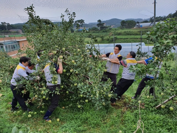 10일 석문면 소재 2개 과수농가에서 '태풍 피해농가 대상 봉사활동' 시행