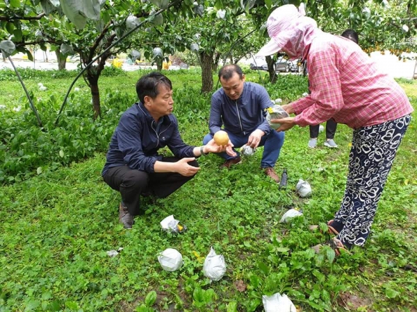 조소행 본부장이 태풍 피해 시설하우스를 살피고 낙과 현장에서 농가와 피해 정도를 이야기 나누고 있다