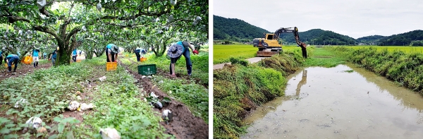 한국농어촌공사 직원들은 2차피해 예방을 위해 낙과줍기와 배수로 준설작업을 진행하며 농가피해복구를 돕고있다