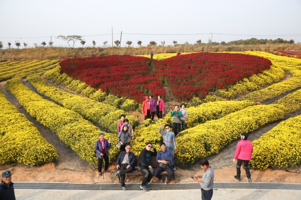 서산국화축제