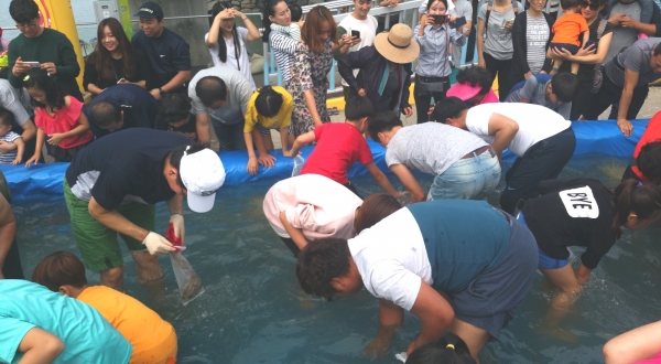대하.전어 축제(맨손 대하잡기).