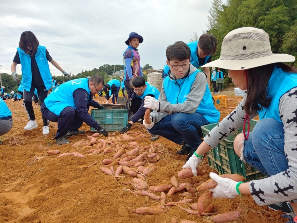 ‘해피프리즘’ 가족봉사단 지역 농산물 수확 모습