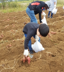 고구마를 수확하는 어린이