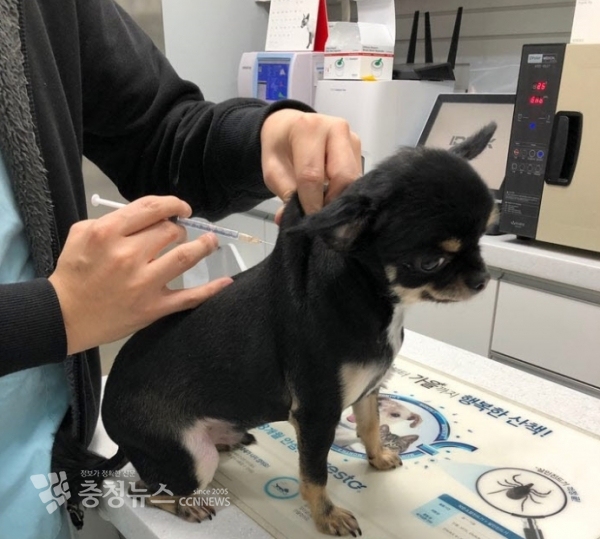 ​세종시, 내달 1일부터 광견병 예방접종 / 충청뉴스 최형순 기자