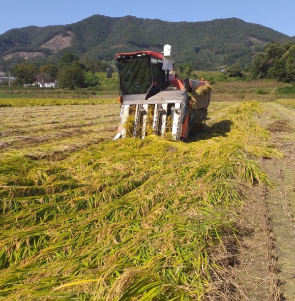 벼 쓰러짐 농가 지원