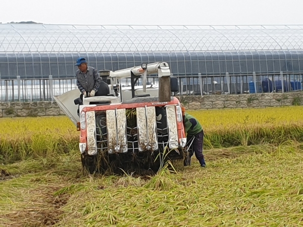 벼 쓰러짐 농가 지원