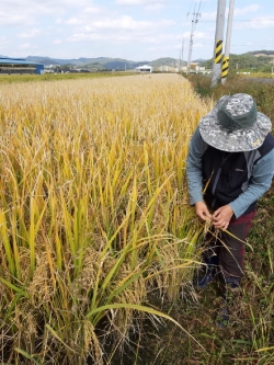 청양군, 가공용 햇반원료 한아름찰벼 수확 한창