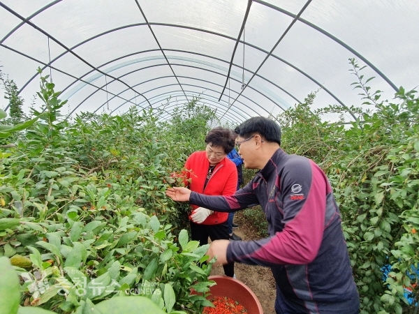 청양군의회 농촌 일손돕기 모습