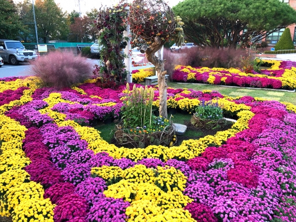 농업기술센터 국화 모습