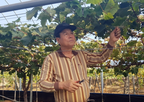 수확이 끝난 포도나무를 관리하는 민병길씨 모습