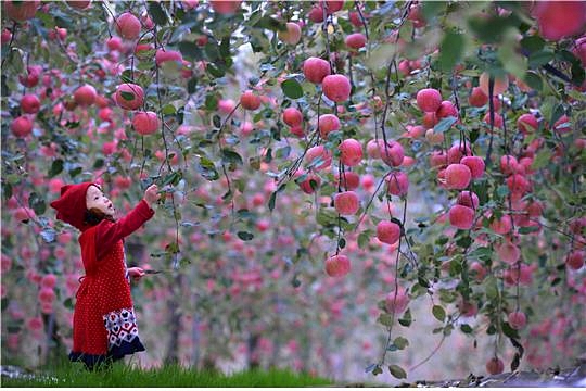 제13회 농촌경관사진공모전에서 대상을 받은 조훈도씨의 사과농장